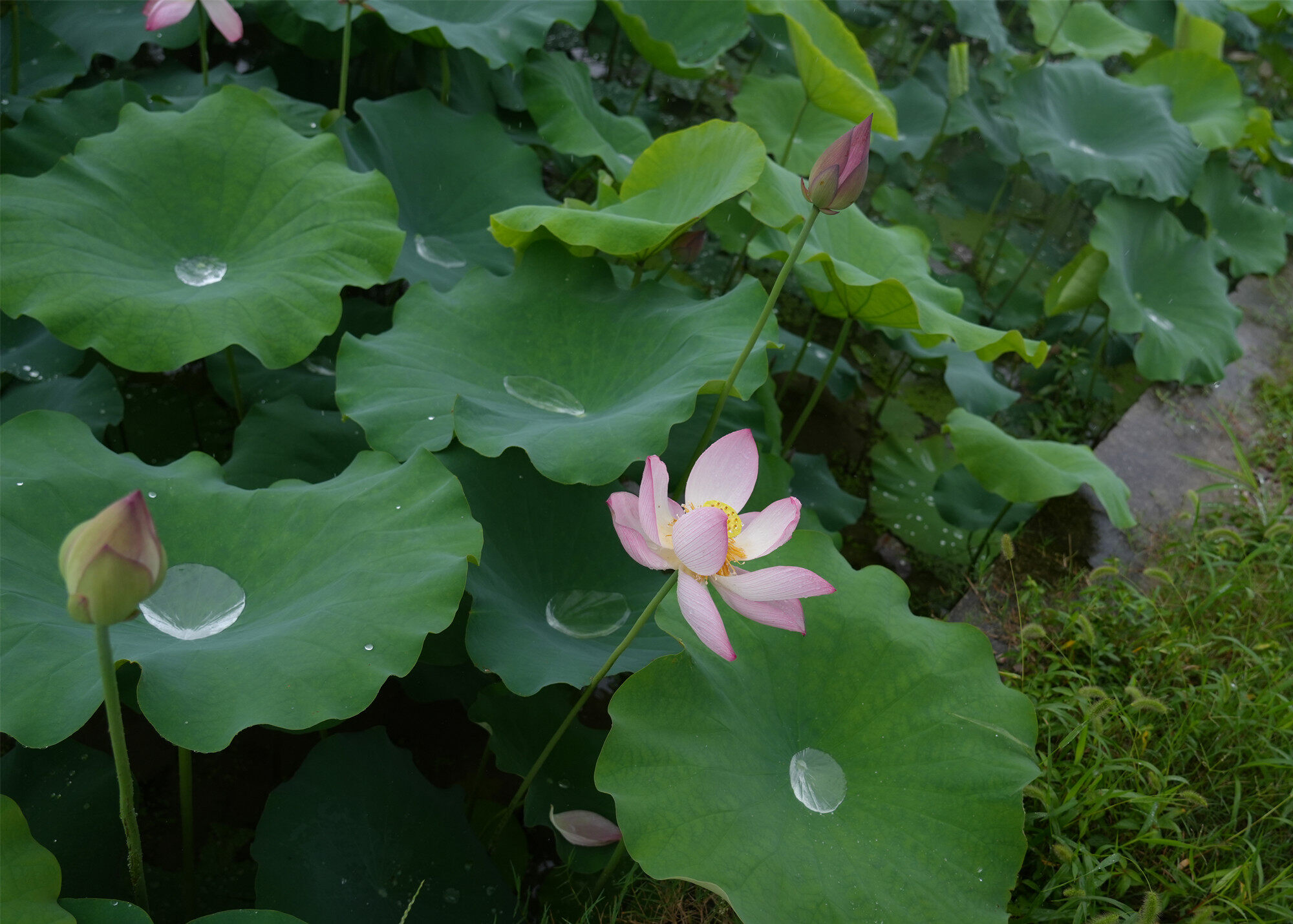 荷花開(kāi)了，桃子熟了，伙伴們約起來(lái)